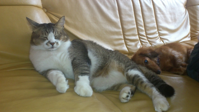 可愛い太い猫とダックスフンド